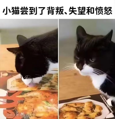 这是一张左右拼接的对比梗图，上方配有文字“小猫尝到了背叛、失望和愤怒”。左侧画面中，一只黑白奶牛猫正专注地低头舔舐印刷在纸张上的“食物”，完全没发现这只是图案；右侧画面里，小猫发现自己舔的是无法入口的纸张后，立刻停下动作，眼神落寞，表情委屈又带着愤怒，完美对应了上方的配文。用拟人化的方式放大了小猫的情绪反差，制造出搞笑又共情的效果。