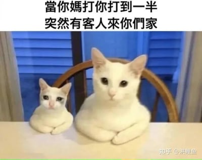 这是一张由错位白猫照片改编的搞笑梗图，利用拍摄错位让一只白猫看起来像是“妈妈和孩子”两只猫。图上方配文“当你妈打你打到一半 突然有客人来你们家”，精准还原了许多人的童年经历：正在被家长教训时，突然有访客到来，家长和孩子立刻切换状态，强装出和睦平静的样子。图中的“小猫”神态委屈慌张，“大猫”则故作镇定，完美演绎了那种尴尬又好笑的瞬间，引发网友的童年共鸣。