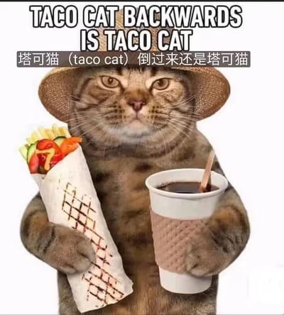 这是一张经过合成的趣味梗图，图中一只真实的狸花猫被进行了拟人化P图处理：它戴着一顶草帽，两只前爪分别拿着一份墨西哥塔可和一杯带隔热套的热饮，表情淡定，仿佛在享受餐点。
图中核心的趣味点是回文梗：英文文字‘TACO CAT BACKWARDS IS TACO CAT’，对应的中文标注‘塔可猫（taco cat）倒过来还是塔可猫’，‘taco cat’是一个英文回文词，正写和倒写完全一致，搭配拟人化猫咪的搞笑形象，让这个语言冷知识变得更有传播性和趣味性。