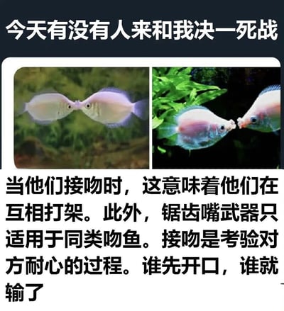 图片上方配有醒目文字“今天有没有人来和我决一死战”，下方分为左右两张图片，均展示了两条吻鱼嘴部相触的场景，左侧图片背景为模糊的绿色水草，右侧图片背景为清晰的绿色水草和深色环境。图片底部文字详细解释了吻鱼这一行为的真相：看似“接吻”的动作实际是它们在互相打架，锯齿嘴是同类间的“武器”，整个过程是对耐心的考验，谁先开口谁就输了。整体通过反差感营造出幽默效果，将动物行为以趣味方式呈现。