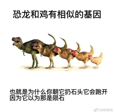 这是一张网络搞笑合成梗图，画面主体是从霸王龙逐步过渡到家鸡的生物形态序列图，直观呈现恐龙到鸡的演化关联。图上方配文“恐龙和鸡有相似的基因”，引出科学背景；下方配文则玩起荒诞搞笑的梗：“也就是为什么你朝它扔石头它会跑开 因为它以为那是陨石”，将鸡躲避石头的行为和导致恐龙灭绝的陨石事件关联起来，用科学知识为基底制造无厘头的笑点，属于典型的网络趣味创作。