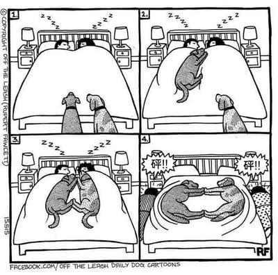 这是一组四格黑白连环卡通漫画，描绘了狗狗调皮占床的搞笑过程：1. 第一格：一对夫妇在床上熟睡，两只狗狗站在床尾，安静地望着熟睡的主人；2. 第二格：其中一只纯色狗狗爬上床，模仿主人的姿势，躺在夫妇中间，另一只斑点狗在床尾看着；3. 第三格：斑点狗也爬上床，两只狗狗面对面，摆出和主人一样的睡姿，夫妇依然在熟睡；4. 第四格：两只狗狗伸展身体，直接把熟睡的夫妇挤下了床，夫妇撞到床头柜，发出“砰!!”的碰撞声，床头柜上的闹钟也被撞得晃动，整个情节充满了反差感，展现出狗狗的调皮和趣味。