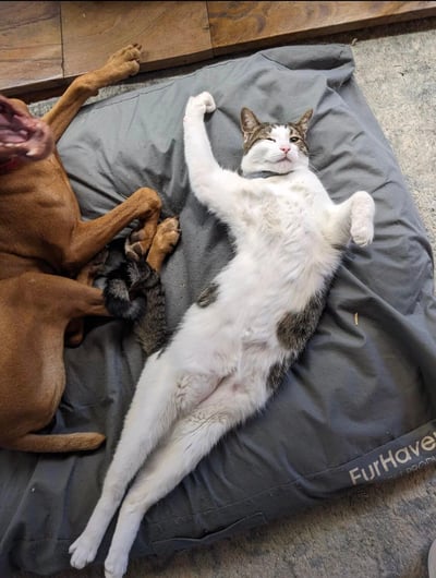 这张图片呈现了温馨的宠物日常场景，一只白身带有虎斑花纹的猫咪仰躺在灰色的FurHaven品牌宠物垫上，肚皮完全朝上，四肢放松地向身体两侧和上方舒展，脖子佩戴着深色项圈，它一只眼睛眯起、一只眼睛睁开，神态慵懒惬意，仿佛在向镜头眨眼；在猫咪的左侧，一只棕色的狗狗侧躺在垫子的边缘位置，嘴巴大张，露出牙齿与舌头，看起来像是在打哈欠或者喘气，四肢随意地交叠摆放着。背景是浅棕色的木地板和灰色的地毯，整个画面氛围轻松治愈，展现出猫狗和谐共处、慵懒休息的美好瞬间。
