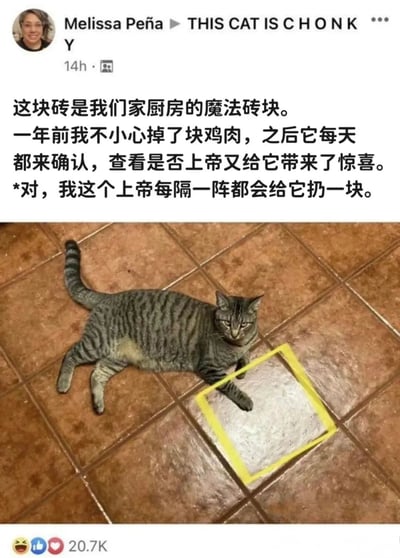 这是一张社交媒体截图，上方是用户Melissa Peña的发文，标题为"THIS CAT IS CHONK"，正文用中文描述了她家厨房的一块"魔法砖块"的故事：一年前不小心掉了块鸡肉在上面，之后猫咪每天都会来检查是否有新的惊喜，而主人也会时不时真的放一块鸡肉在那里。下方是一张照片，显示一只虎斑猫正趴在厨房的棕色地砖上，一只爪子放在一块被黄色边框标记出来的特定砖块上，表情专注。帖子获得了20.7K的互动量。