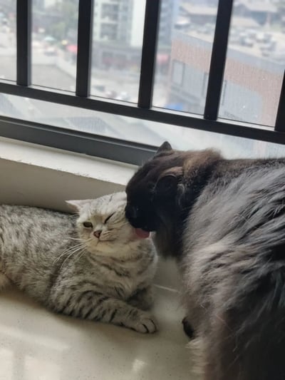 两只猫咪在窗台上上演温馨互动：灰色虎斑猫惬意地侧躺着，半眯着眼睛享受同伴的舔毛服务；深色长毛猫则站立着，专注地用舌头梳理虎斑猫的头顶毛发。背景是透过玻璃窗看到的城市街景，模糊的建筑物和街道增添了生活气息。画面整体传递出治愈的宠物日常感。