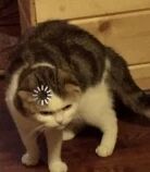 一只灰白相间的猫咪，头顶戴着一朵小巧的白色花朵装饰，正微微低头凝视着地面，神情显得有些乖巧。背景是木质的柜子和地板，整体画面温馨自然，展现了宠物日常的可爱瞬间。