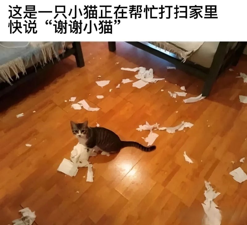 虎斑小猫1