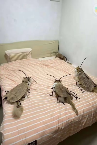 卧室的床上，四只猫咪都穿上了模仿蟑螂的搞怪服饰，包括仿真蟑螂背壳、触须和腿部装饰，趴在粉白条纹的床品上。可爱软萌的猫咪和让人避之不及的蟑螂造型形成强烈反差，制造出搞笑又略带“惊悚”的趣味效果，十分吸睛。