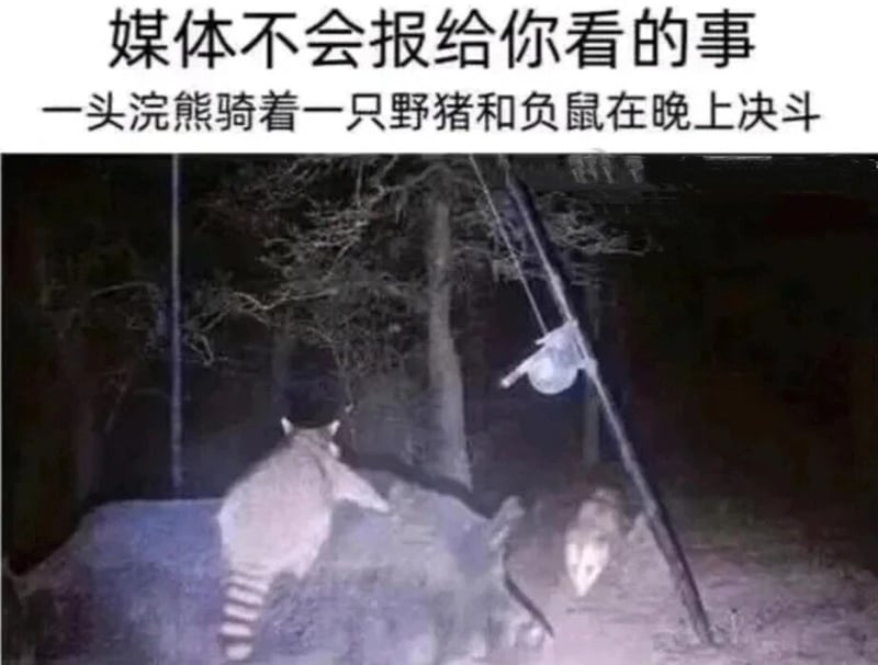 负鼠