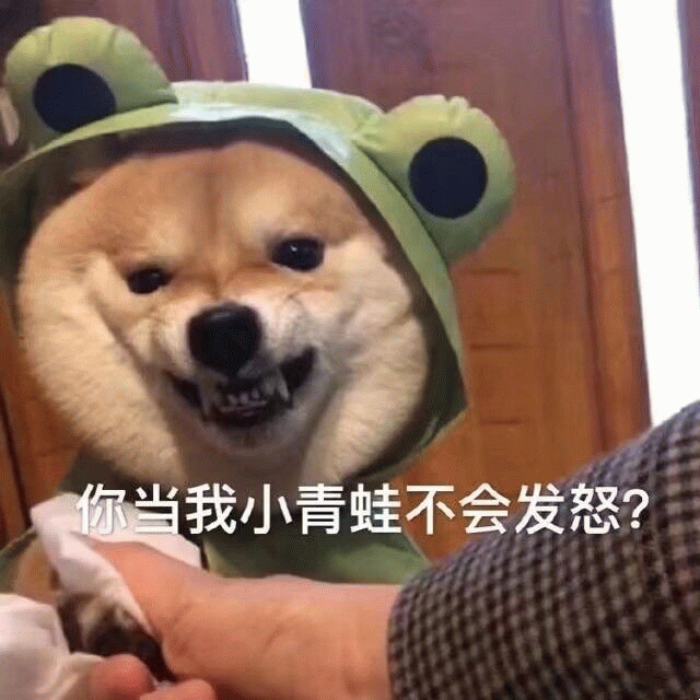柴犬戴青蛙帽怒视：你当我小青蛙不会发怒？
