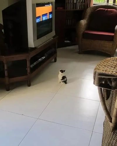 一张温馨的客厅照片，一只黑白相间的小猫咪正端坐在白色瓷砖地板上，全神贯注地仰头看着电视柜上的老式显像管电视机。电视屏幕上显示着色彩鲜艳的画面，似乎正在播放某种节目或游戏。客厅内摆放着棕色木质电视柜、编织藤椅和红色坐垫，背景中还有一个装满书籍的书架，整体氛围舒适而居家。猫咪专注的神情让人忍俊不禁，展现了宠物模仿人类行为的可爱瞬间。