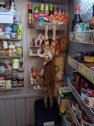 一只橘猫站在食品储藏室的黑色容器上，后腿站立，前爪高高举起试图够到顶部货架上的零食。储藏室里摆满了各种罐头食品、酱料瓶和盒装食品，猫的表情专注又可爱，展现了猫咪为了美食不顾一切的有趣瞬间。