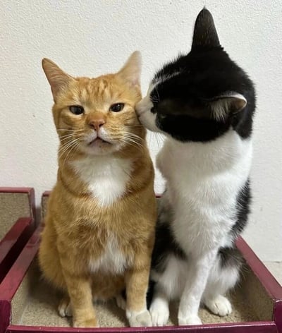 图中展示了两只猫咪的温馨互动：一只橘色猫咪（带有白色胸毛）表情淡定地坐着，另一只黑白相间的猫咪正亲昵地将脸凑近橘猫的脸颊，似乎在舔舐或轻蹭。背景为纯白色墙面，两只猫坐在一个红色边框的浅色垫子上，整体画面温馨治愈，充满萌感。