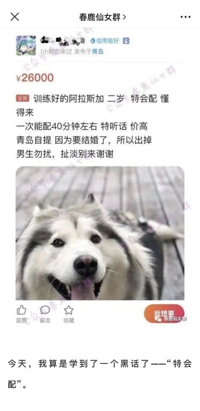 这是一张来自微信群“春鹿仙女群”的静态图文混排截图，内容是一则带有低俗双关梗的宠物售卖帖及调侃文字。售卖帖标价26000元，出售一只两岁的训练好的阿拉斯加犬，文案中用“特会配”“一次能配40分钟左右”的表述，表面指该犬作为种犬配种能力强、性格听话，同时刻意制造低俗文字歧义吸引注意，还标注了青岛自提、主人因结婚出售、男生勿扰等要求。帖文下方配有一张阿拉斯加犬的照片，狗狗吐舌趴在木质地面上，表情温顺。截图底部还有一句调侃文字：“今天，我算是学到了一个黑话了——‘特会配’。”，点出文案的双关歧义，将普通售卖帖转化为网络趣味段子，利用低俗暗示制造笑点在社群传播。