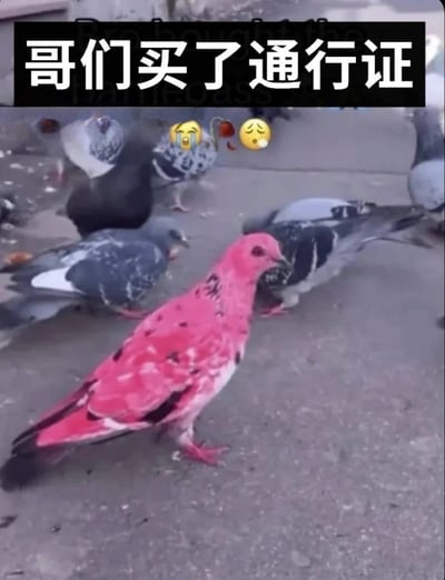 这是一张搞笑梗图，为实拍画面加配文的形式。画面主体是地面上聚集的一群鸽子，绝大多数都是常见的灰黑花纹鸽子，唯独最前方有一只羽毛被染成醒目的粉红色的鸽子，和周围的鸽子形成极强反差。图的顶部有黑底白字的配文“哥们买了通行证”，配文下方还搭配了大哭、吐血、无奈叹气的三个emoji，用颜色特殊的鸽子调侃付费购买了游戏通行证的玩家，拥有区别于普通玩家的专属外观或特权，趣味性十足。