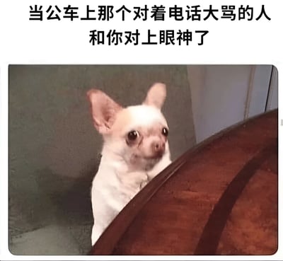 图片上方配有文字“当公车上那个对着电话大骂的人和你对上眼神了”，下方是一只白色吉娃娃的照片。小狗耳朵竖起，眼睛圆睁，表情惊恐又带着一丝警惕，正从某个物体后方探出头向上注视，生动形象地模拟了人们在公共场合遇到他人情绪失控时不小心对视的尴尬又紧张的瞬间。