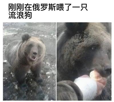 图片上方配有文字“刚刚在俄罗斯喂了一只流浪狗”，下方分为左右两张图。左侧图中是一只站立在布满碎石地面上的熊，毛发呈棕黑色，嘴巴微张；右侧图为特写镜头，显示一只手正拿着食物喂给这只熊，熊低头靠近食物。通过文字声称喂“流浪狗”与实际画面中的熊形成幽默反差，制造出搞笑效果。