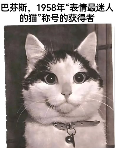 这是一张黑白照片，照片中是一只戴着项圈和铃铛的猫，它有着大大的圆眼睛，表情看起来有些惊讶和好奇。照片上方有文字说明：'巴芬斯，1958年“表情最迷人的猫”称号的获得者'。这张图片通过给一张老照片添加幽默的文字说明，创造出一种有趣的反差效果。