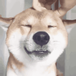 柴犬笑到停不下来 哈字逐渐增多