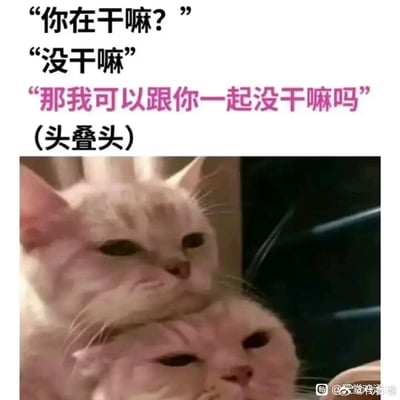 这是一张图文混排的静态单图梗图，画面上方是三段模拟猫咪视角的对话：“你在干嘛？”“没干嘛”“那我可以跟你一起没干嘛吗（头叠头）”，下方是两只浅色猫咪的照片，其中一只猫咪趴在另一只猫咪的头顶，呈现出头叠头的姿态，两只猫咪都眼神倦怠、表情慵懒，看起来无精打采。对话内容模拟了亲密关系中一方想要黏着另一方的撒娇场景，用猫咪的可爱画面搭配软萌的对话，营造出温馨又搞笑的氛围，非常适合在社交平台上用来表达想要亲近对方、撒娇的情绪，也能引发有类似亲密互动经历的用户共鸣。