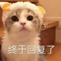 戴黄色耳朵的猫咪配文'终于回复了'