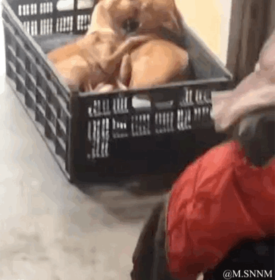 这是一段趣味视觉错位的动态GIF：画面里黑色塑料筐中摆放着几块面包，旁边的人手持红黑配色的物品，两者组合后看起来像是一只狗狗蜷缩在筐里。当人移开手中物品，才发现筐里只有面包，制造出极具反差的搞笑效果，利用视觉错觉带来意外的趣味感。