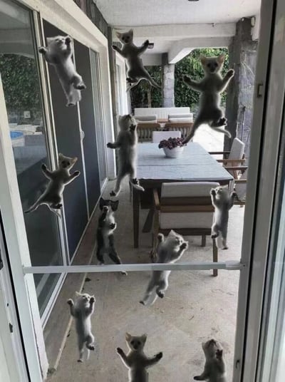 一群可爱的小猫们像贴画一样挂在玻璃门上，有的在跳跃，有的在攀爬，姿态各异，萌态十足。整个画面充满了童趣和欢乐，让人忍俊不禁。