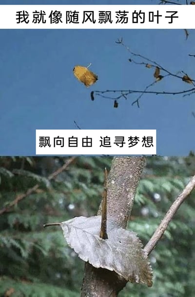 这是一张上下拼接的对比类梗图，上半部分呈现一片黄色的叶子从光秃秃的树枝上飘落的画面，搭配文字“我就像随风飘荡的叶子”“飘向自由 追寻梦想”，构建出一种向往自由、追逐理想的浪漫叙事；下半部分则是现实场景，这片叶子并未如愿自由飘落，而是被一根尖锐的树枝戳住，无法继续飘荡。整张图通过叶子的两种状态形成强烈的理想与现实的反差，隐喻人们在满怀憧憬追寻自由和梦想的过程中，常常会被现实的困境阻碍，打破浪漫的幻想，充满了调侃和无奈的意味。