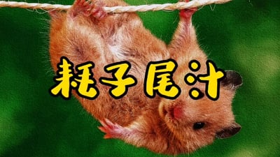 图片中一只棕色仓鼠倒挂在绳子上，四肢抓住绳子，身体悬空，背景为绿色。仓鼠下方有黄色加粗带黑色描边的文字“耗子尾汁”，利用“耗子”（老鼠/仓鼠）的形象与谐音梗呼应2020年马保国的网络流行语，整体画面生动有趣，风格幽默搞笑。