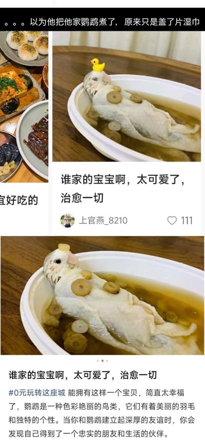 社交媒体拼贴图文，上方文字描述误会场景：‘以为把鹦鹉煮了，实际是盖了湿巾’。左侧为餐桌美食拼盘，右侧及下方特写显示一只白色鹦鹉平躺于盛有液体的白色碗中，周围散落圆形食材（疑似莲藕），头顶放置黄色小鸭子玩具，营造出‘鹦鹉在汤中’的视觉错觉。中间及下方配有文字‘谁家的宝宝啊，太可爱了，治愈一切’，底部补充介绍鹦鹉的可爱之处并带话题标签。整体通过视觉错位引发趣味误会，突出萌宠的治愈感。
