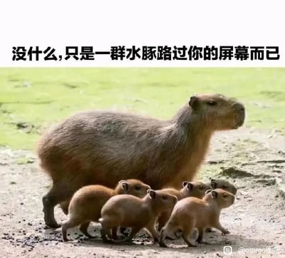 这是一张真实拍摄的静态横图，画面主体是一只成年水豚和五只迷你的水豚幼崽，它们正排成整齐的小队伍，在带有少量水渍的泥土地面上朝着同一方向行进。成年水豚体型敦实，幼崽模样软萌可爱，所有水豚的姿态一致，显得十分有秩序。图片顶部配有文字“没什么,只是一群水豚路过你的屏幕而已”，用轻松诙谐的语气，营造出水豚仿佛正从观众的屏幕前走过的趣味氛围，整体画面温馨治愈，传递出一种平和放松的感觉。图片右下角带有“@meme图吧”的水印，标注了内容的来源平台账号。