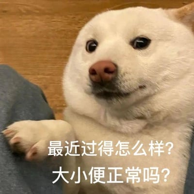 图片中是一只白色的狗狗，它正直视镜头，眼神带着一丝疑惑和关切，前爪微微抬起。图片下方叠加了两行白色文字：“最近过得怎么样？大小便正常吗？”，以狗狗的视角发出幽默又略显直白的问候，通过宠物的可爱形象与接地气的问题形成反差萌，达到搞笑调侃的效果。