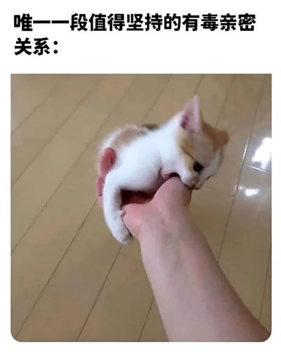 图片上方有文字'唯一一段值得坚持的有毒亲密关系:'，下方是一只白色和橘色相间的小猫被人握在手中，小猫正咬着人的拇指。这张图用幽默的方式将人与宠物之间的亲密互动戏称为'有毒亲密关系'，暗示虽然小猫咬手可能带来轻微不适，但这种互动仍然让人感到愉悦和值得。