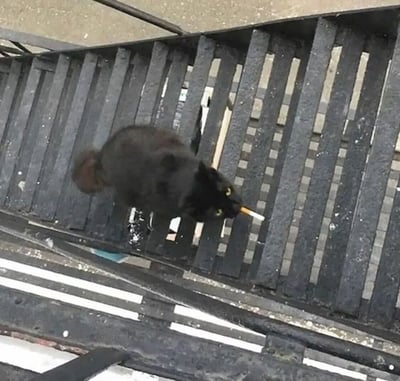 一只纯黑色的猫正坐在金属栏杆上，嘴里叼着一根香烟，眼神犀利地向下看。猫咪的姿态显得十分放松又带点酷劲，仿佛一个经验丰富的'老烟民'。背景是城市环境中的金属结构，栏杆的阴影和纹理增加了画面的质感。这张照片通过动物模仿人类行为创造了幽默效果，猫咪的表情和姿态让人联想到电影中的黑帮大佬形象。