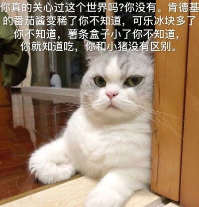 这是一张顶配底文式的静态单图，画面主体是一只灰白毛色的猫咪，它趴在木质门边，身体部分被门遮挡，前爪搭在地面上，眼神略带嫌弃与无奈，表情严肃，姿态慵懒。图片上方配有一段幽默的吐槽文字，以质问的语气调侃对方：“你真的关心过这个世界吗?你没有。肯德基的番茄酱变稀了你不知道，可乐冰块多了你不知道，薯条盒子小了你不知道，你就知道吃，你和小猪没有区别。” 文字以夸张的指责方式吐槽只专注于吃、对食物细节变化毫无察觉的吃货，猫咪嫌弃的表情与吐槽文字完美契合，放大了搞笑诙谐的效果，适合用来调侃身边的吃货朋友，是网络上流行的搞笑表情包类型。