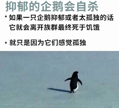 图片上半部分为文字内容，标题为“抑郁的企鹅会自杀”，下方有两点说明：“如果一只企鹅抑郁或者太孤独的话 它就会离开族群最终死于饥饿”和“就只是因为它们感觉孤独”。下半部分是一张实拍图片，画面中一只企鹅独自在广阔的冰面上行走，背景空旷，营造出强烈的孤独感，与文字内容相呼应，整体传递出关于孤独和抑郁的情感主题。