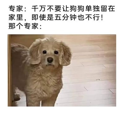 这是一张趣味图文梗图，通过前后呼应的方式制造笑点。上方文字以专家的口吻严肃警告“千万不要让狗狗单独留在家里，即使是五分钟也不行！”，紧接着用“那个专家：”引出下方的实拍图片，图中一只浅棕色的狗狗一脸无辜又心虚地站在门口，而它身旁的地板上有一个明显的破洞，暗示这就是狗狗被单独留在家里短短时间内造成的破坏，生动又搞笑地诠释了为什么不能单独留狗狗在家，精准戳中养宠人面对宠物拆家的无奈与好笑的情绪。