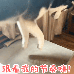 狗狗魔性节奏摇摆，跟着嗨起来！