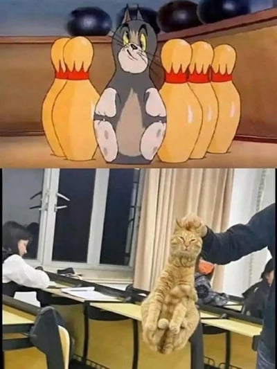图片分为上下两部分对比展示：上半部分是《猫和老鼠》动画截图，汤姆猫（Tom）得意地坐在黄色保龄球瓶之间，身体挺直，双腿并拢，眼神狡黠；下半部分是真实生活场景照片，一只橘猫被人用手拎起前爪，身体悬空伸展，双腿自然下垂，姿势与上半部分的汤姆猫几乎一模一样。两者的高度相似性呼应了标题“我就说猫和老鼠是纪实片吧”，通过动画与现实的趣味对比制造幽默效果。