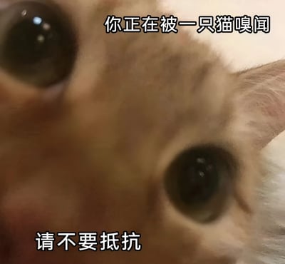 这是一张猫咪脸部的近距离特写照片，画面聚焦于猫咪的眼睛和鼻子区域，展现出猫咪正在嗅闻的瞬间。图片上方配有文字“你正在被一只猫嗅闻”，下方配有文字“请不要抵抗”，通过可爱的猫咪形象和幽默的文字结合，营造出温馨又搞笑的氛围，让人感受到萌宠互动的趣味。