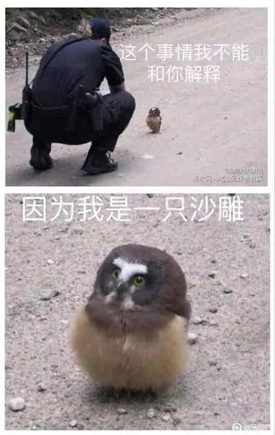 这是一张上下拼接的趣味梗图，上图呈现一名身着警服的警员蹲在户外路面上，背对镜头面向一只看起来仅有上半身的猫头鹰，配文“这个事情我不能和你解释”；下图是这只猫头鹰的特写，展示出它并非只有上半身，而是因为自身蓬松的羽毛和拍摄视角造成了视觉错觉，配文“因为我是一只沙雕”。这里运用了谐音梗，“沙雕”既呼应猫头鹰滑稽呆萌的外形，又谐音网络调侃用语“傻屌”，通过前后对话的承接、视觉反差与谐音梗的结合，制造出强烈的搞笑效果，让人忍俊不禁。
