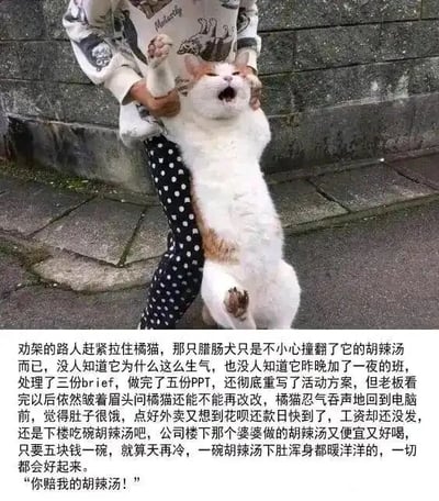 这是一张顶配底文图，上方是原始拍摄的真实照片，一只橘白相间的猫咪被人用双手抱着，身体向后仰，张大嘴巴，前爪抬起，表情看起来十分激动、崩溃，仿佛正在大声叫嚷；下方配有一段原创长文字，将这只猫咪拟人化为名为“橘猫”的职场打工人，讲述了它前一晚通宵加班完成多份工作却未得到老板认可，还面临花呗还款日临近、工资未发放的经济压力，好不容易决定去吃一碗便宜的胡辣汤来慰藉自己，结果胡辣汤被腊肠犬撞翻，因此情绪彻底崩溃的故事，用猫咪的崩溃表情精准映射了当代职场人在工作与生活双重压力下的脆弱与无奈，极易引发打工人的情绪共鸣。