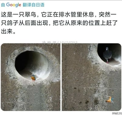 这是一组左右对比的图文内容，上方配有由Google翻译自日语的文字说明，内容为“这是一只翠鸟，它正在排水管里休息，突然一只鸽子从后面出现，把它从原来的位置上赶了出来”。左侧画面中，一只翠鸟待在水泥材质的排水管洞口处，正处于休息状态；右侧画面里，翠鸟被赶到了排水管外的墙面上，体型更大的鸽子出现在排水管的洞口内，呈现出鸽子“霸占”了翠鸟休息位置的趣味场景。图片中间位置带有“沙雕群619629743”的水印文字。