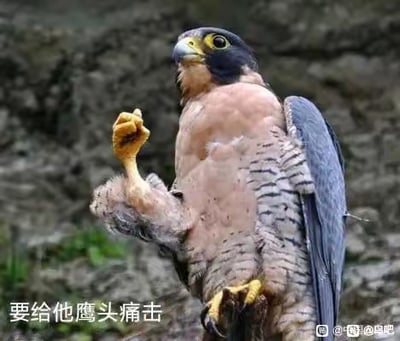 这是一张经过P图改编的真实猛禽照片，图中的鹰类动物的一只爪子被修改成类似人类握拳抬起的姿势，仿佛要挥拳攻击，搭配下方的文字“要给他鹰头痛击”，玩了谐音梗，“鹰头”谐音“迎头”，将原本的“迎头痛击”结合鹰的形象改编，制造出诙谐搞笑的效果。