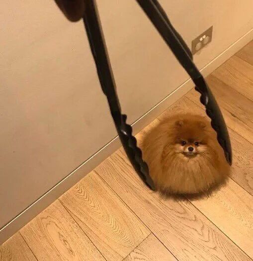 博美犬