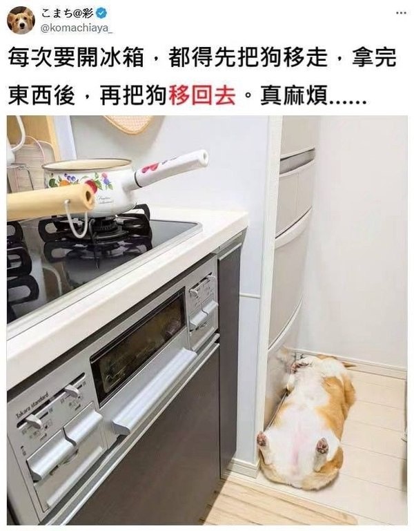 柯基犬