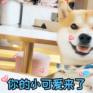 柴犬“你的小可爱来了”动态表情包