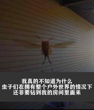 这张图展示了一只飞虫出现在房间里的画面，并配有“我真的不知道为什么虫子们在拥有整个户外世界的情况下，还非要钻到我的房间里面来”这样幽默无奈的吐槽文字，表达了网友对日常生活小困扰的无奈与幽默。没有双关、谐音梗，仅为生活抱怨型段子，令人有共鸣感。