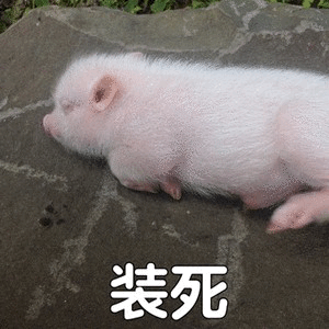 小白猪躺平装死萌照
