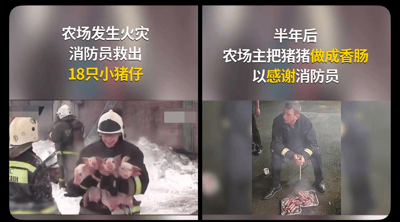 图片为左右对比的两格拼接图。左图显示农场发生火灾，几名消防员穿着制服，其中一人正抱着多只粉色小猪仔，背景有积雪和烟雾，上方文字标注“农场发生火灾 消防员救出 18只小猪仔”；右图为半年后的场景，一名穿着深色衣服的男子（推测为农场主）蹲坐在地上，面前放着一盘烤好的香肠，手里拿着工具正在处理，上方文字标注“半年后 农场主把猪猪做成香肠 以感谢消防员”。图片通过前后对比制造出一种黑色幽默效果，原本被救助的小猪仔半年后被做成香肠作为感谢礼物，形成意外的搞笑反差。
